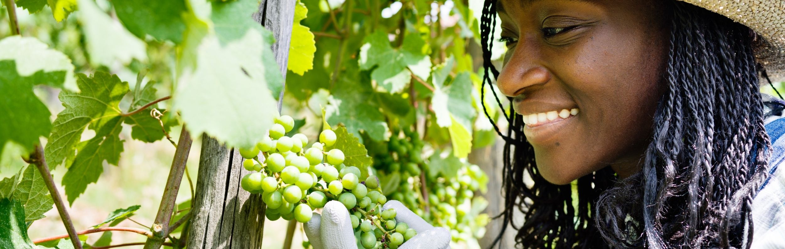 Woman looking at grapes in a vineyard.  
